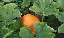 20120822_192832.webp