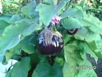 BILD1328.webp