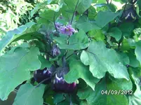 BILD1329.webp