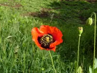 mohnimgarten.webp