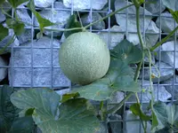 DSCN1100.webp