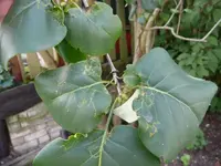 Flieder1~1.webp
