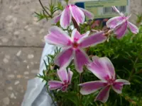 Teppichphlox.webp