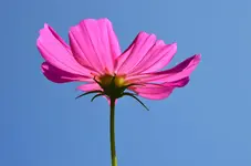 DSC_0355.webp