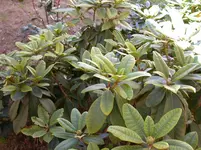 DSCN6333.webp