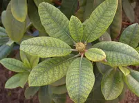 DSCN6334.webp