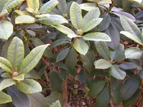 DSCN6335.webp