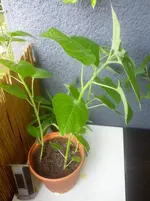 2012-09-07 16.38.57.webp