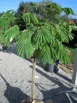 DSCN0853.webp