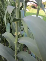 Pflanzenfrage_10.webp