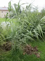 Pflanzenfrage_11.webp