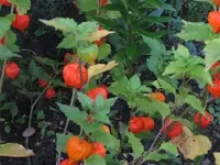 Bild 860.webp