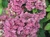 Bild 628.webp