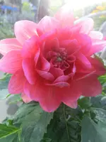 CIMG1675.webp