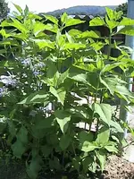 DSC0003l2.webp