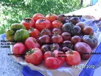 BILD0737.webp
