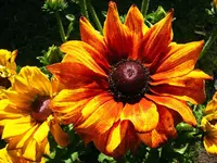 _Rudbeckia.webp