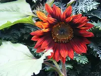 _SB rotgeflammt.webp