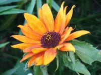 _Sonnenblume.webp