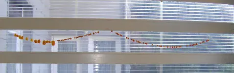 Habanerokette kl 100_1200.webp