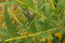 spinne.webp