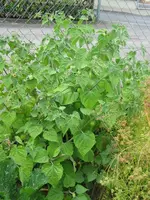 Physalis.webp