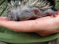 igel0.webp