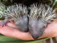 igel1.webp