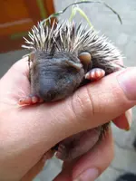 igel3.webp