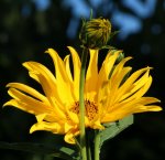 Sonnenblume 120909.jpg