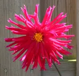 rote Dahlie 120908.webp