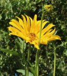 Sonnenblume 120908.jpg