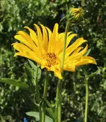 Sonnenblume 120908.webp