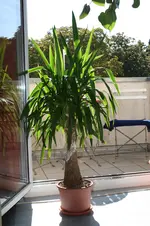 006.webp