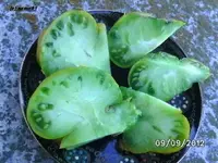 BILD0746.webp