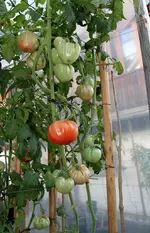 IMG_5503D .webp