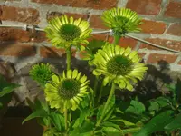 WP_000189.webp