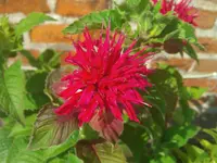 WP_000190.webp