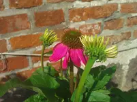 WP_000191.webp
