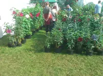WP_000186.webp