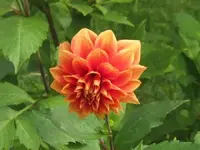 Bild 415.webp