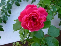 P1030015.webp