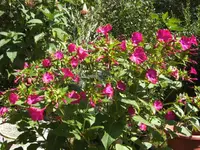BILD1740.webp