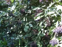 BILD1719.webp