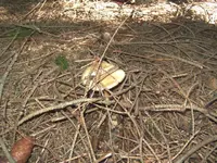 BILD1716.webp