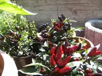 BILD1745.webp