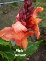 17.webp