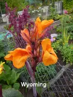 36.webp