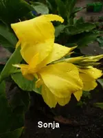 37.webp