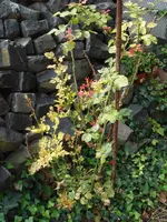 Rose1.webp